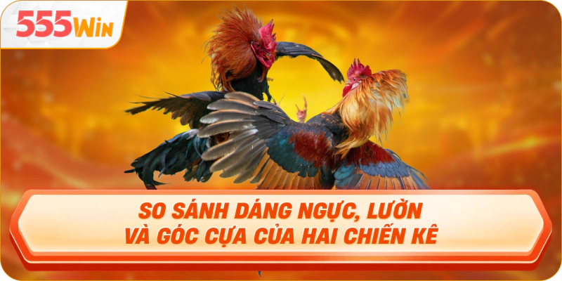 So sánh dáng ngực, lườn và góc cựa của hai chiến kê